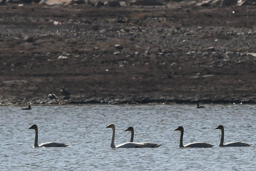 Bewick's Swan