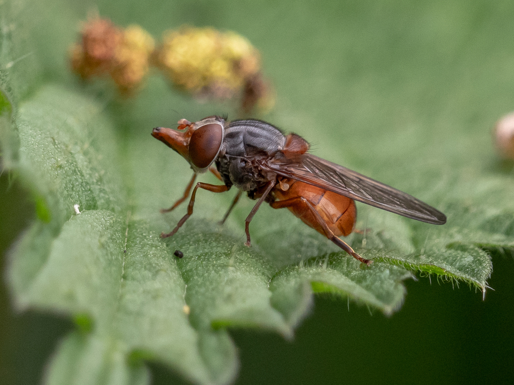 Grey-backed Snout-hoverfly