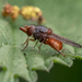 Grey-backed Snout-Hoverfly - Photo (c) mikebath, some rights reserved (CC BY-NC), uploaded by mikebath