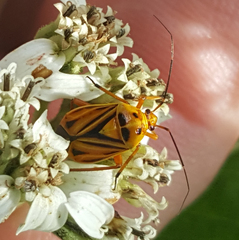 Calocoris barberi