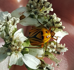 Calocoris barberi