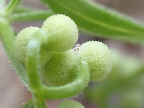 Image of Galium tricornutum by (c) David Delon, some rights reserved (CC BY)
