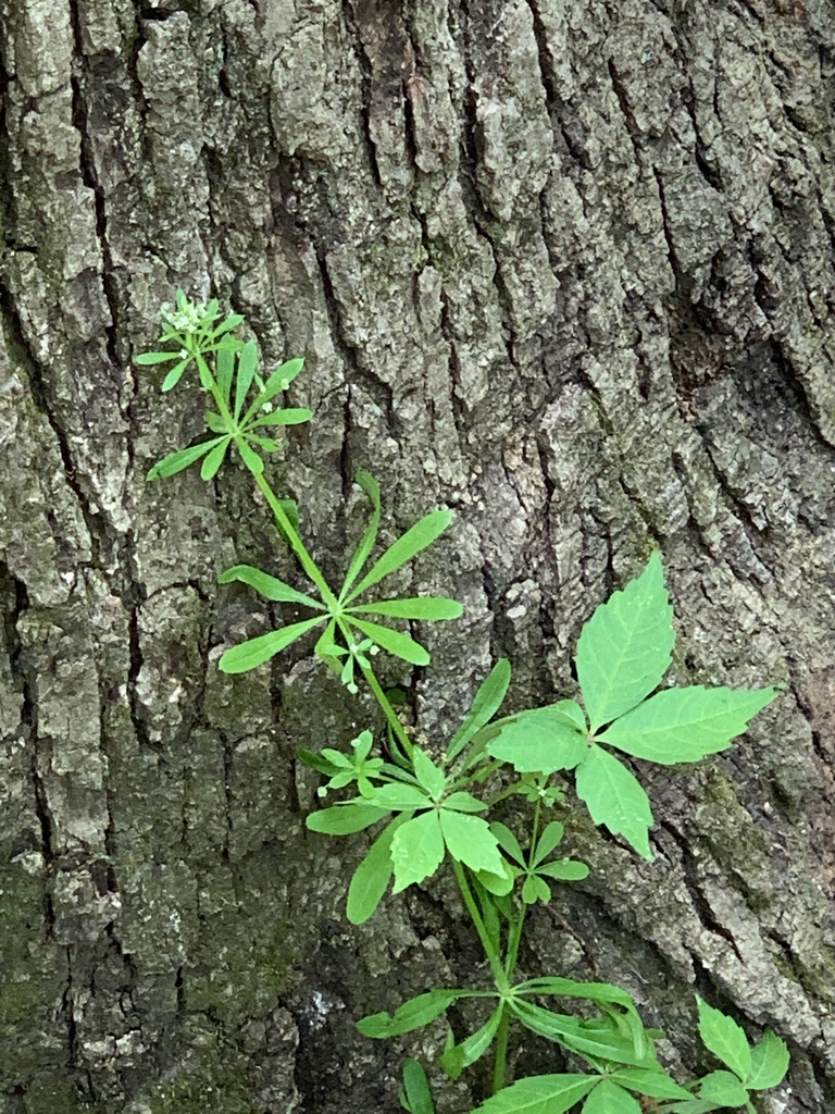 bedstraws from Powder Valley Conservation Nature Center, Sunset Hills ...