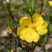 Hibbertia obtusifolia - Photo (c) BBCAlburyWodonga,  זכויות יוצרים חלקיות (CC BY-NC-SA)
