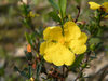 Hibbertia obtusifolia - Photo (c) BBCAlburyWodonga, algunos derechos reservados (CC BY-NC-SA)