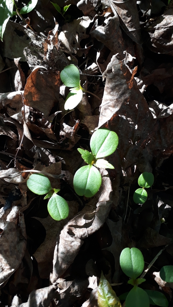 small balsam from Чижовка, Минск, Беларусь on May 1, 2023 at 04:25 PM ...