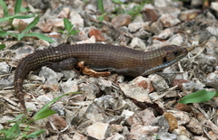 Broadleysaurus major