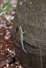 Lygodactylus picturatus