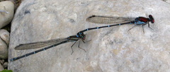 Argia cuprea