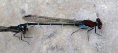 Argia cuprea
