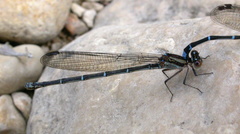 Argia cuprea