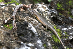 Trachylepis maculilabris