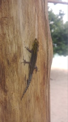 Lygodactylus picturatus