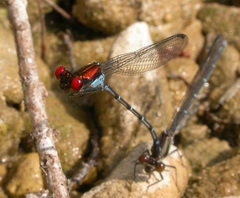 Argia cuprea
