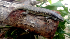 Trachylepis maculilabris
