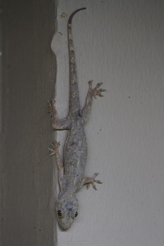 Flathead Leaf-toed Gecko