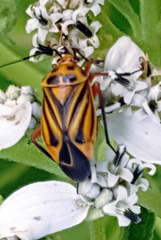 Calocoris barberi