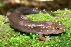 Desmognathus imitator