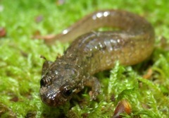 Desmognathus santeetlah