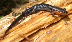 Desmognathus imitator