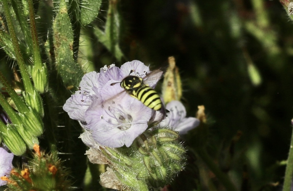 Pseudomasaris macswaini