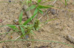 Cyperus lupulinus lupulinus