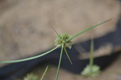 Cyperus lupulinus lupulinus