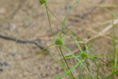 Cyperus lupulinus lupulinus