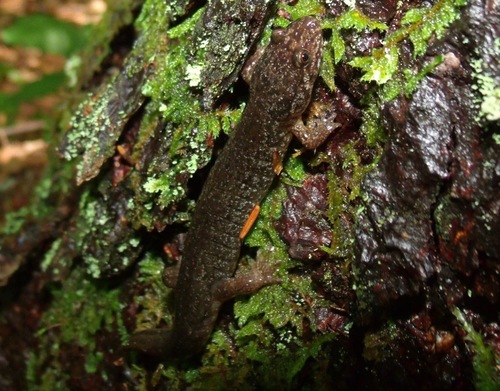 Desmognathus santeetlah