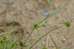 Cyperus lupulinus lupulinus