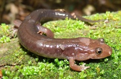 Desmognathus imitator