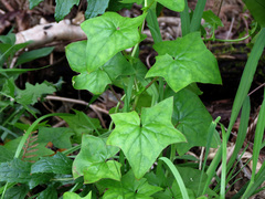 Delairea odorata