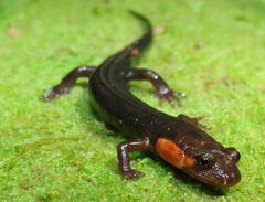 Desmognathus imitator