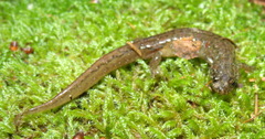 Desmognathus santeetlah