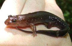 Desmognathus imitator