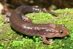 Desmognathus imitator