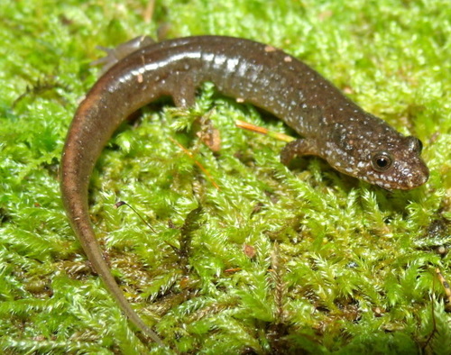 Santeetlah Dusky Salamander