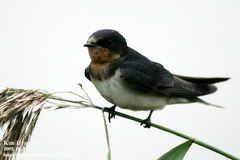 Hirundo rustica gutturalis