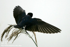 Hirundo rustica gutturalis