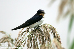 Hirundo rustica gutturalis
