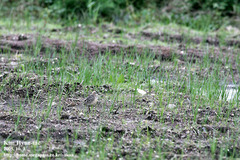 Charadrius morinellus