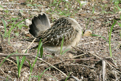 Charadrius morinellus