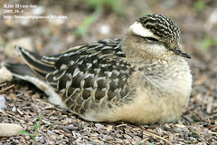 Charadrius morinellus