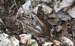 Trachylepis maculilabris