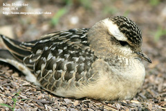 Charadrius morinellus