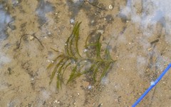 Potamogeton robbinsii