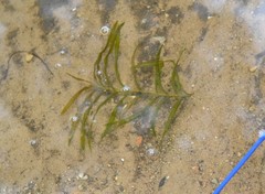 Potamogeton robbinsii