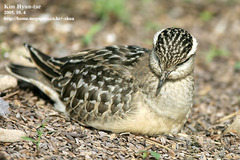 Charadrius morinellus