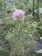 Cirsium ochrocentrum ochrocentrum