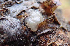 Phaeotremella fimbriata